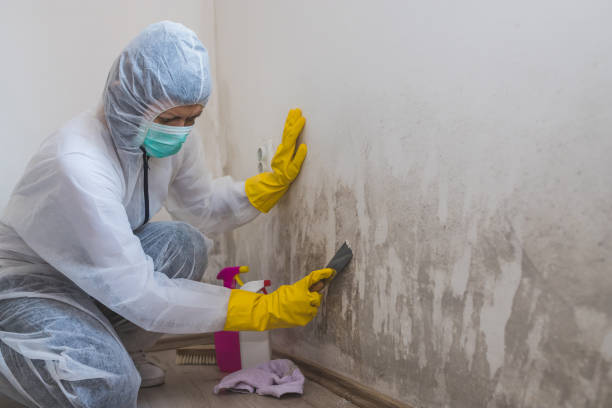 Best Professional Mold Removal  in Fort Pierce North, FL